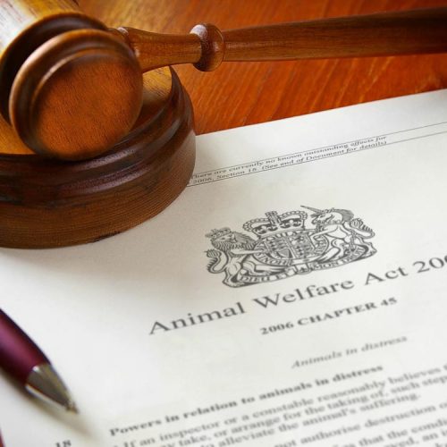 Animal-Welfare-Act-500×500-1