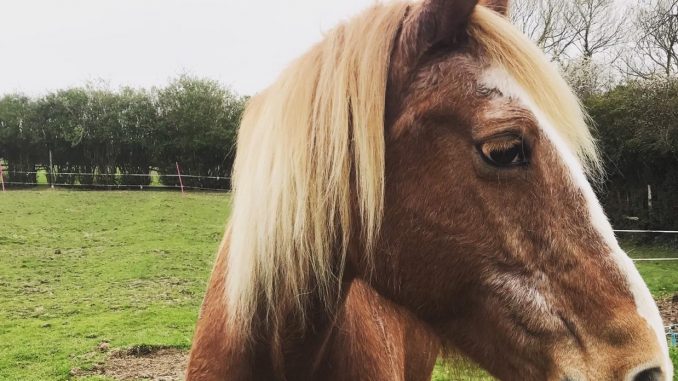 Horse_Survey_photo