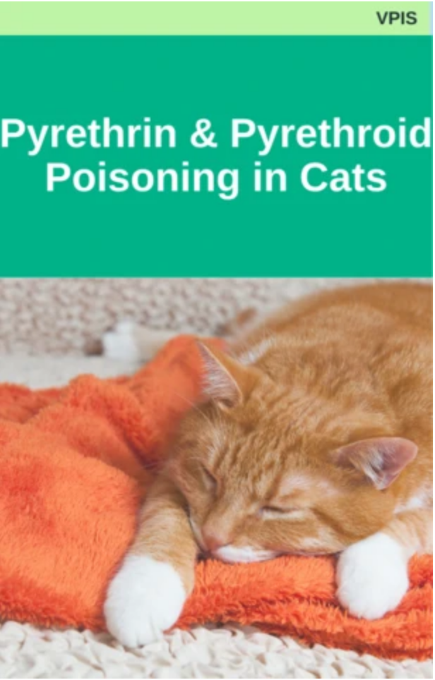 Pyrethrin and Pyrethroid Poisoning in Cats Wendy Nevins RVN