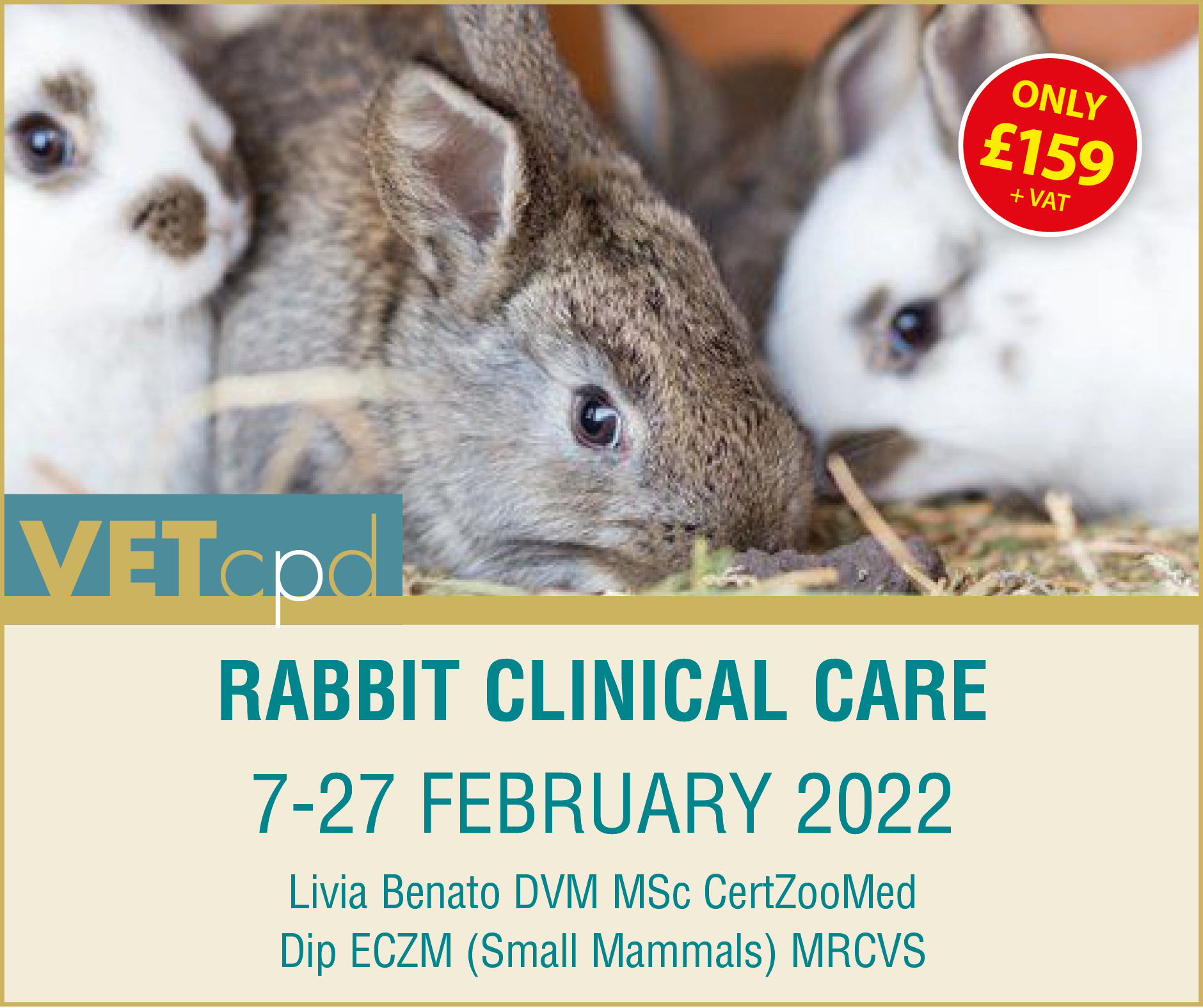 February 2022 Rabbits FB