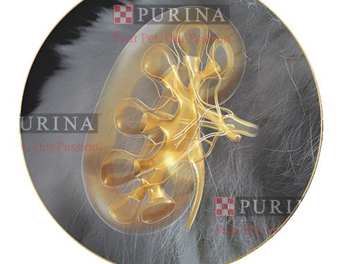 PURINA_KIDNEY_WATERMARK